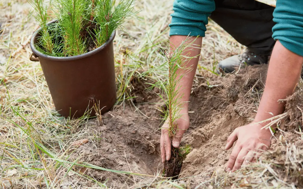 Sustainable Forestry Initiative