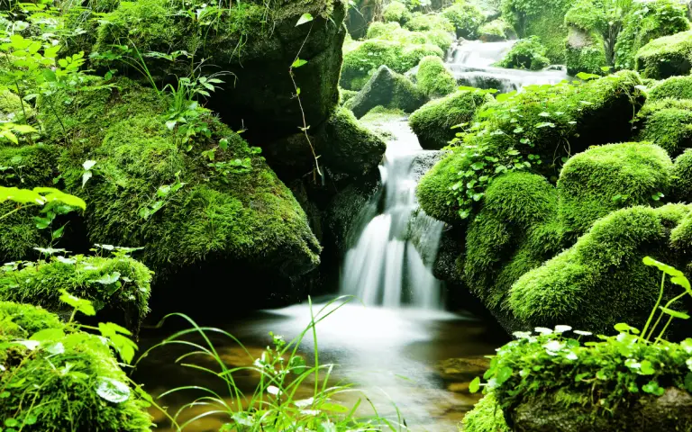 Program for the Endorsement of Forest Certification